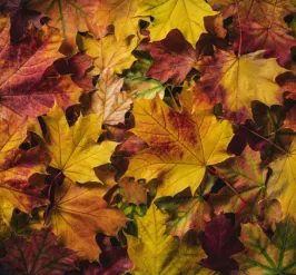 fall colored leaves