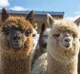 two alpacas